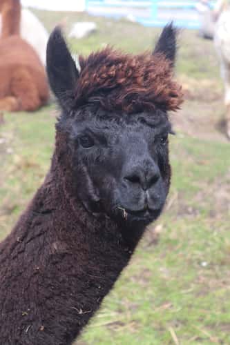 Callanish Alpacas