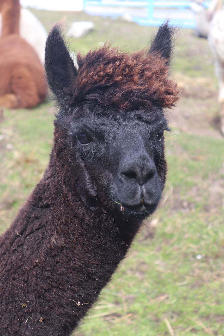 Callanish Alpacas, United Kingdom