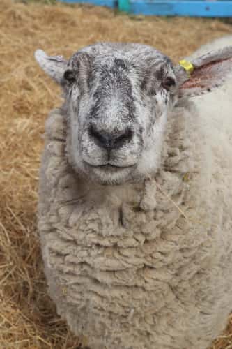 Callanish Alpacas