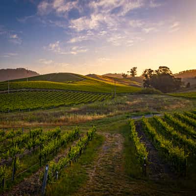 Carneros Sunrise, USA