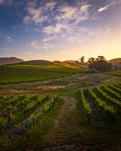Carneros Sunrise