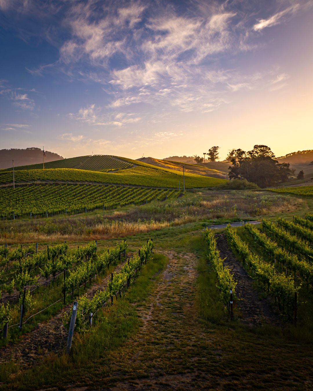 Carneros Sunrise, USA