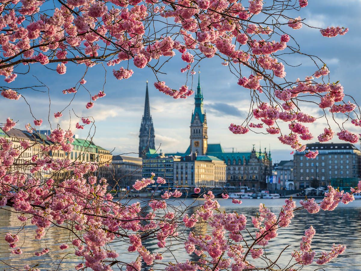 Cherry blossoms at Hamburg Binnenalster, Germany