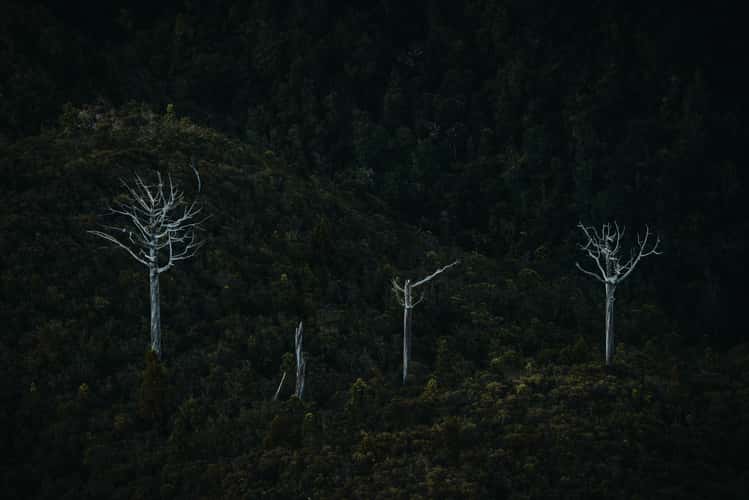 Dead trees, The Pinnacles