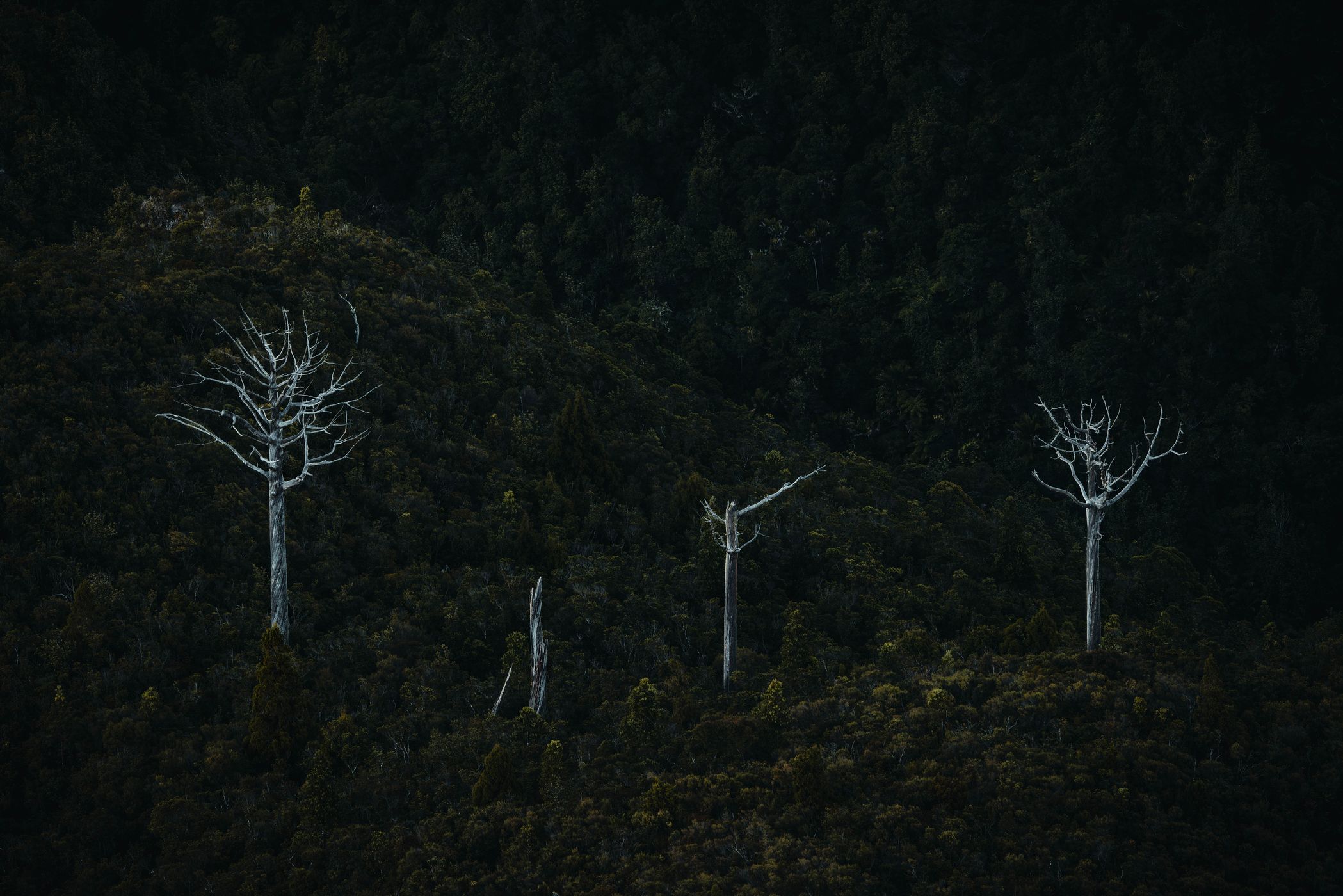Dead trees, The Pinnacles, New Zealand