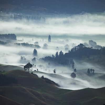 Dead trees, The Pinnacles, New Zealand