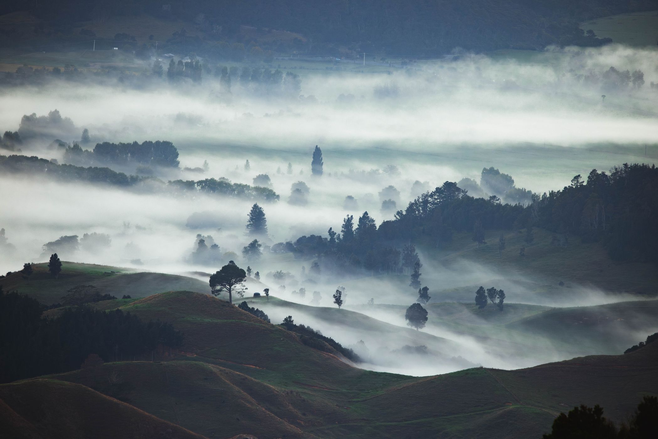 Dead trees, The Pinnacles, New Zealand