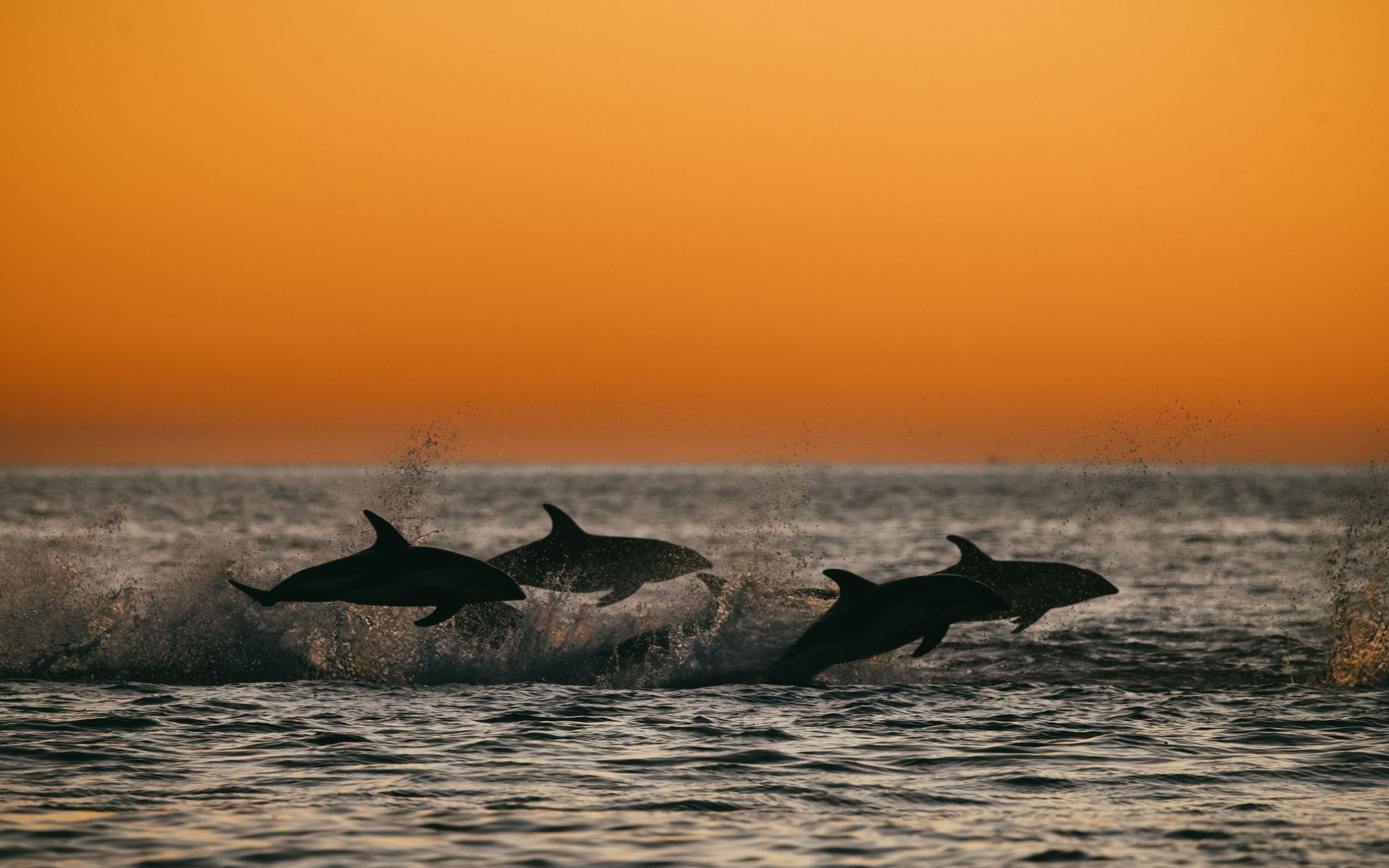 Dolphins at Goose Bay, Canterbury, New Zealand