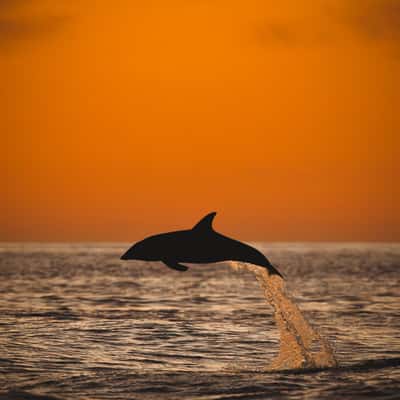 Dolphins at Goose Bay, Canterbury, New Zealand