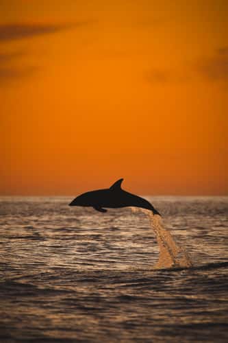Dolphins at Goose Bay, Canterbury