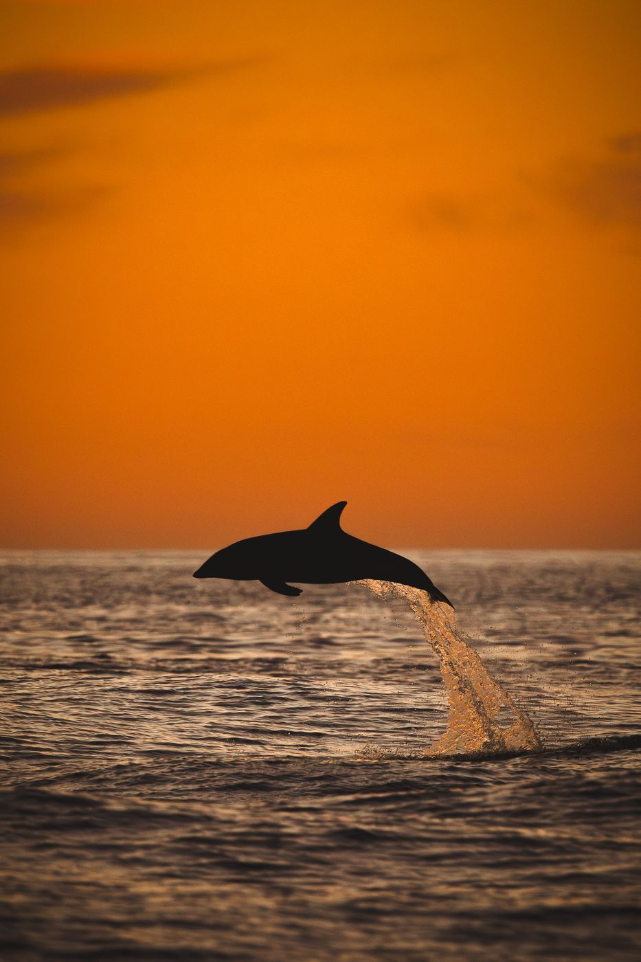 Dolphins at Goose Bay, Canterbury, New Zealand
