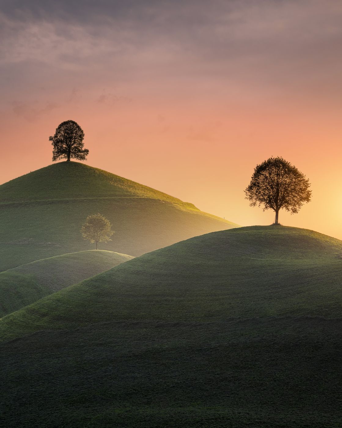 Fairy tale trees, Neuheim, Switzerland