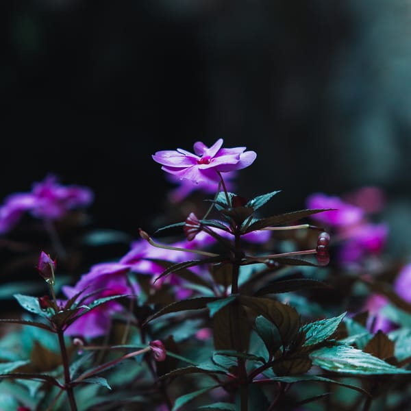 Flores  Gruta Do Anjo, Brazil