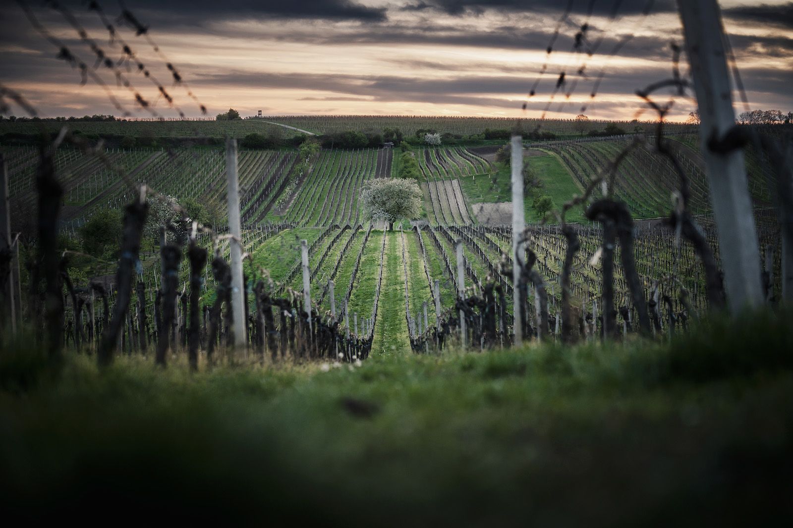 Flowering cherry in the vineyard, Czech Republic