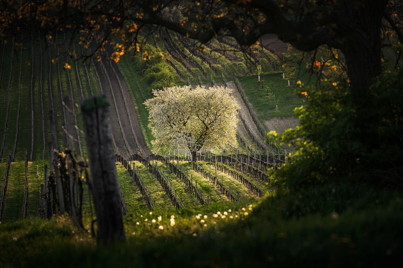 Flowering cherry in the vineyard, Czech Republic