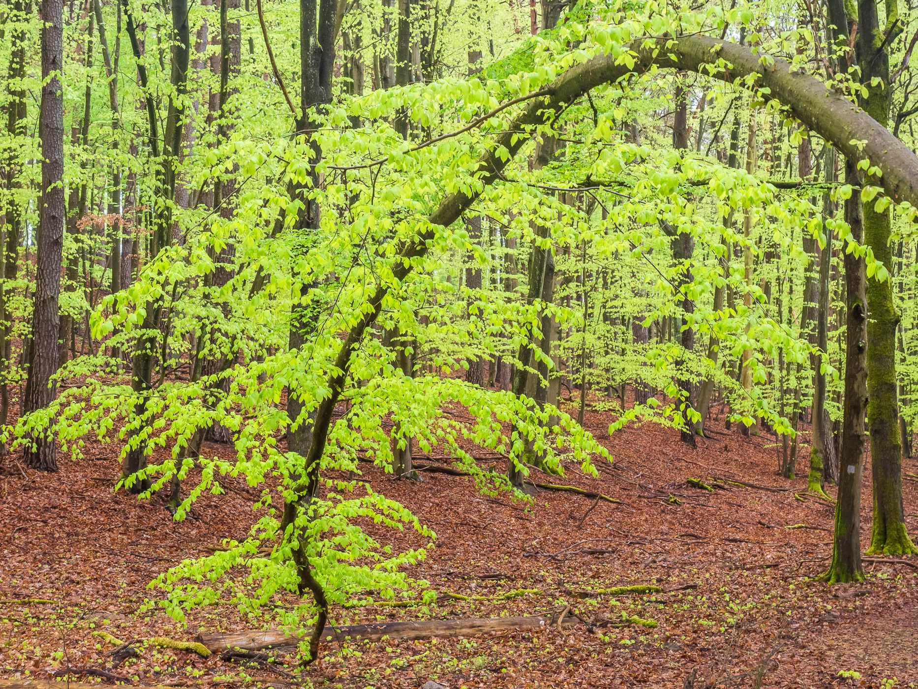 Grumsin Beech Forest (Buchenwald Grumsin), Germany
