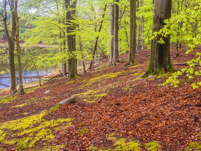 Grumsin Beech Forest (Buchenwald Grumsin)