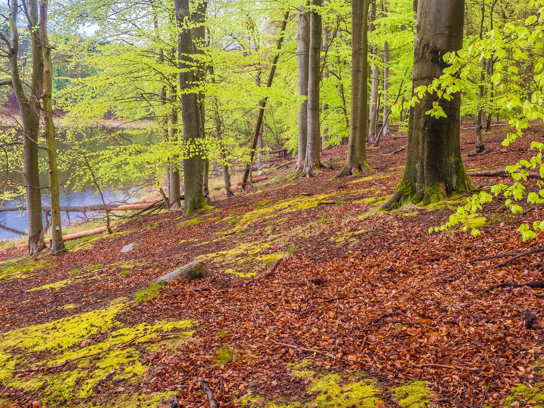 Grumsin Beech Forest (Buchenwald Grumsin), Germany