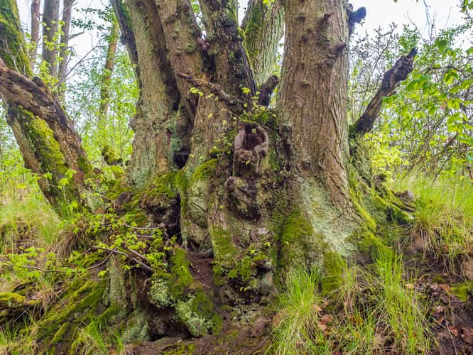 Grumsin Beech Forest (Buchenwald Grumsin)