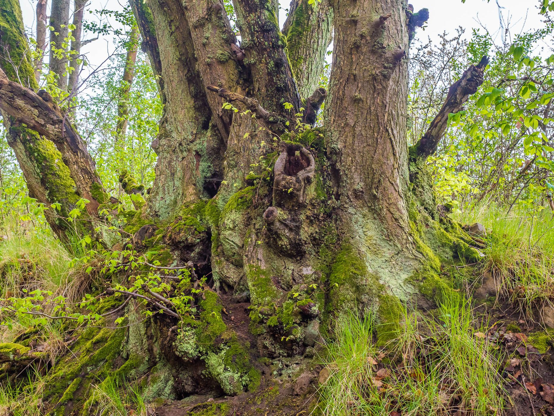 Grumsin Beech Forest (Buchenwald Grumsin), Germany
