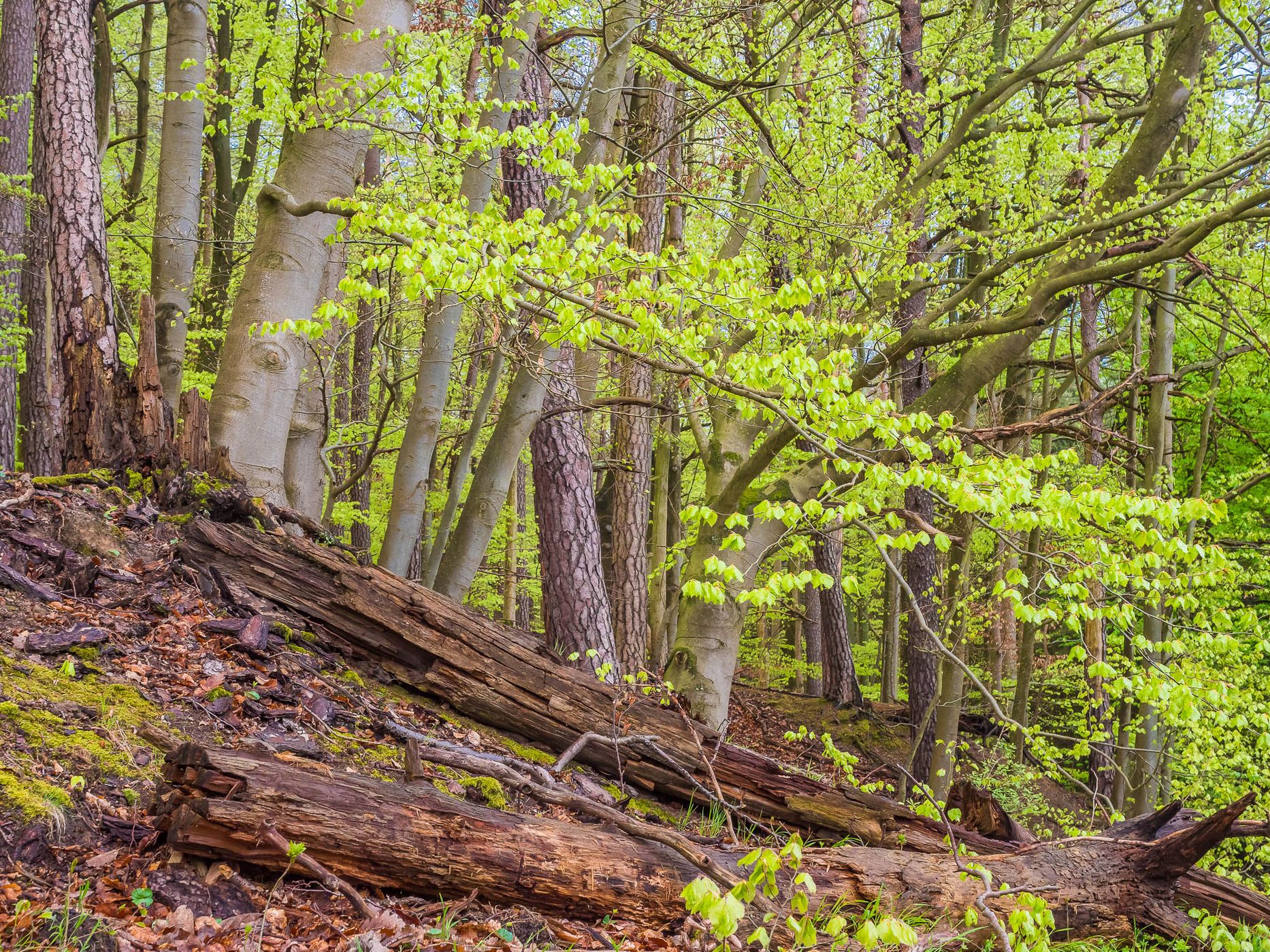 Grumsin Beech Forest (Buchenwald Grumsin), Germany