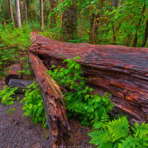 Hall of Mosses