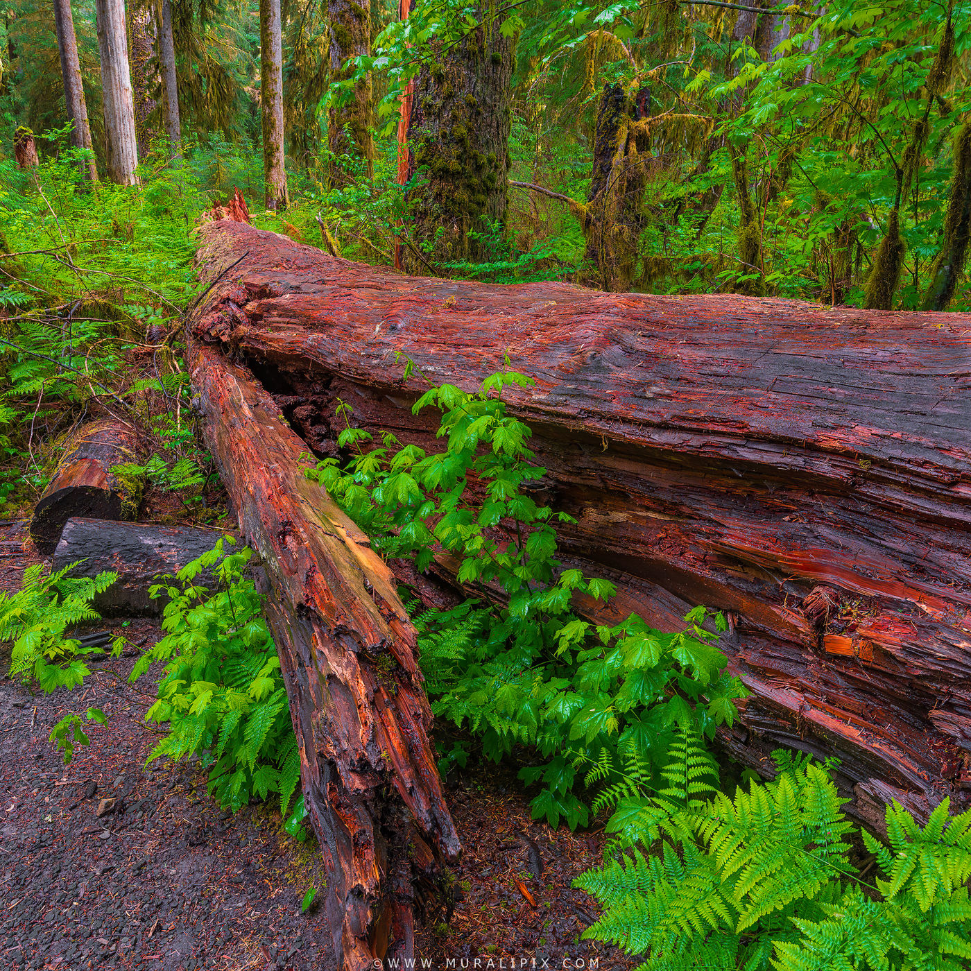 Hall of Mosses, USA