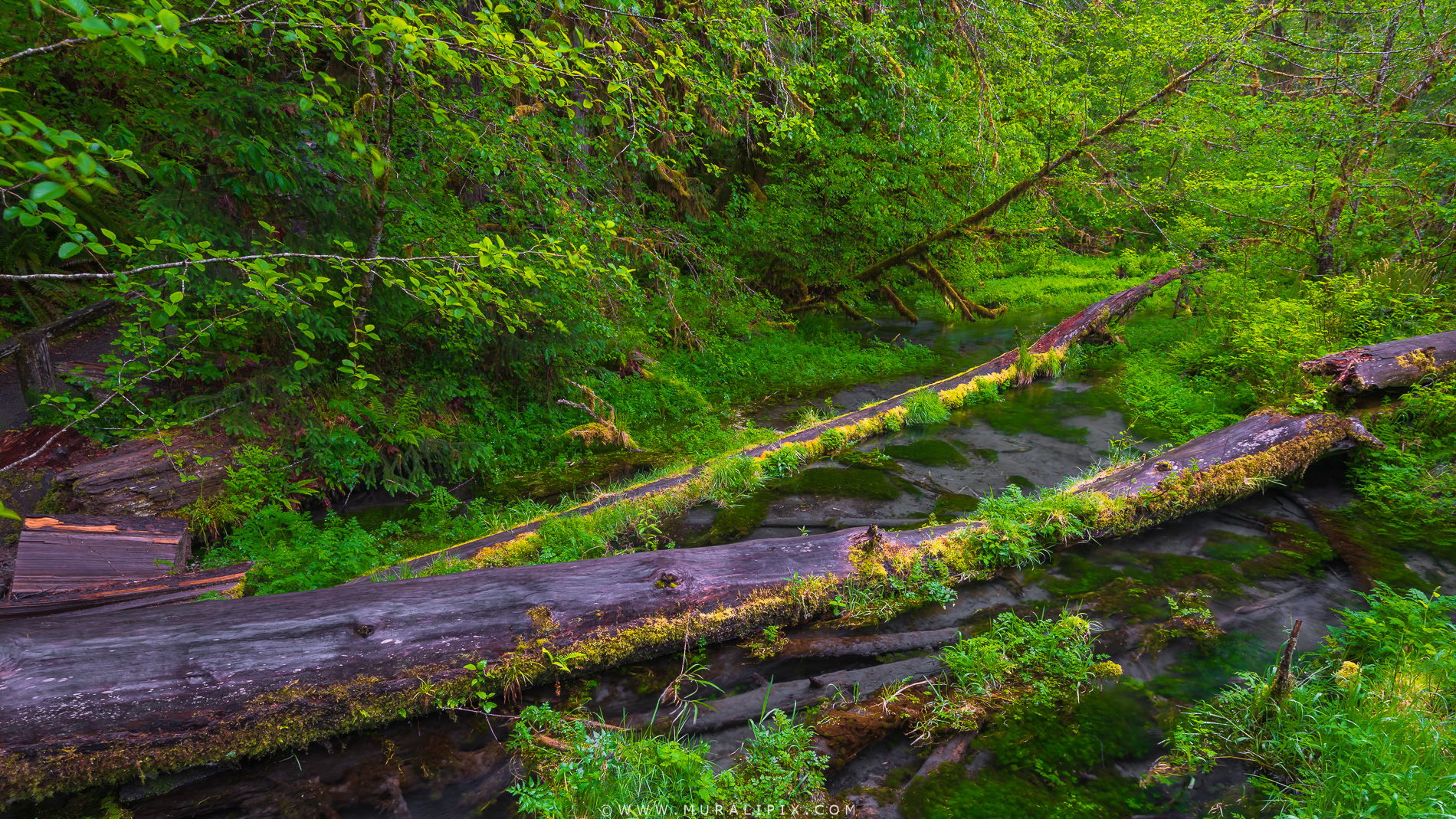 Hall of Mosses, USA