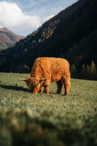Highland Cattles