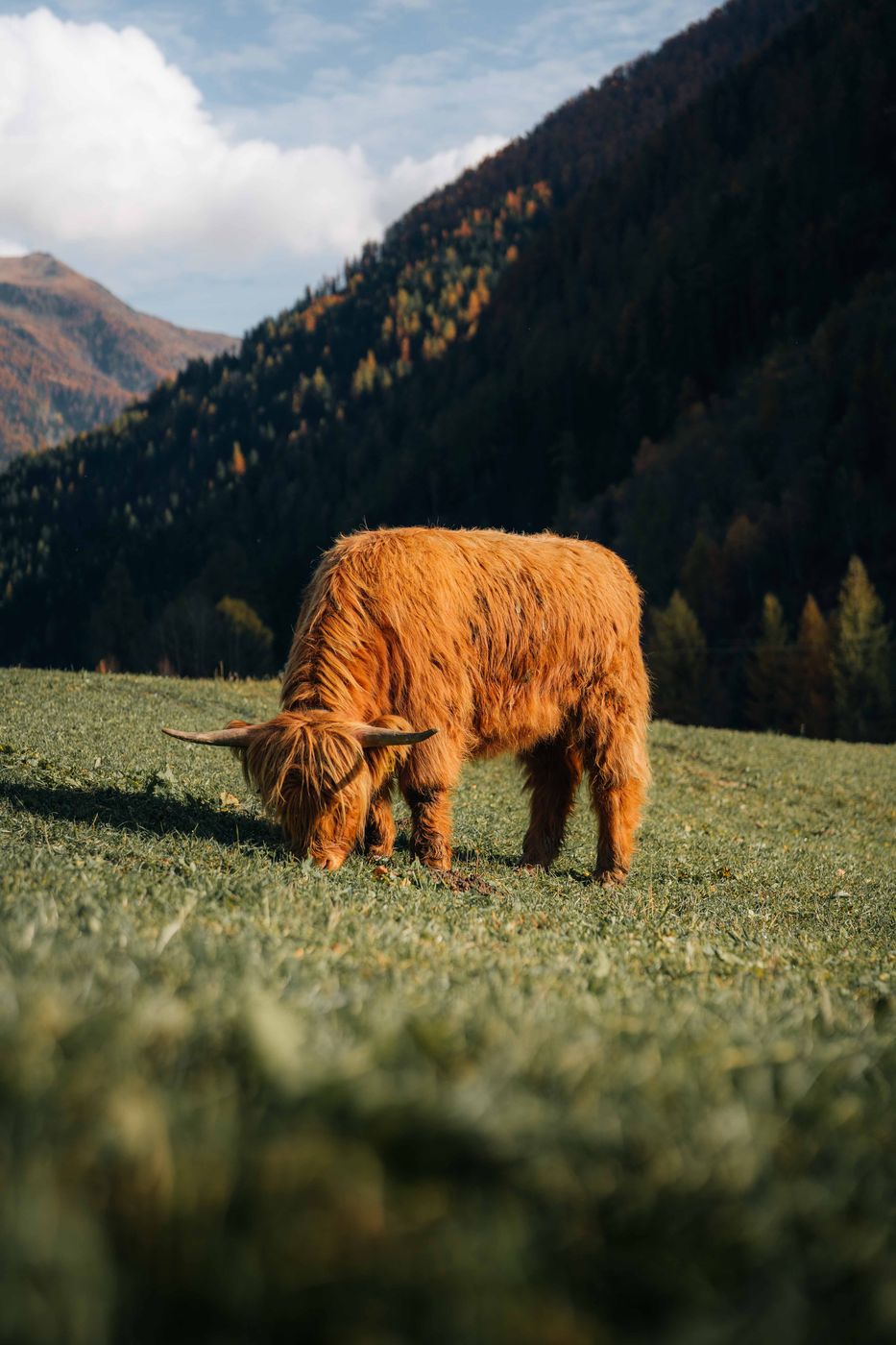Highland Cattles, Italy