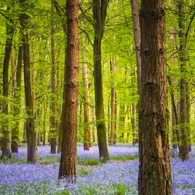 Hitch Wood, United Kingdom