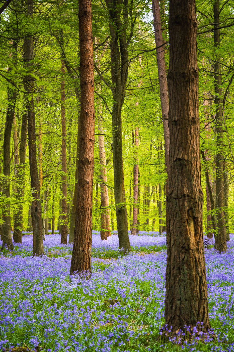 Hitch Wood, United Kingdom
