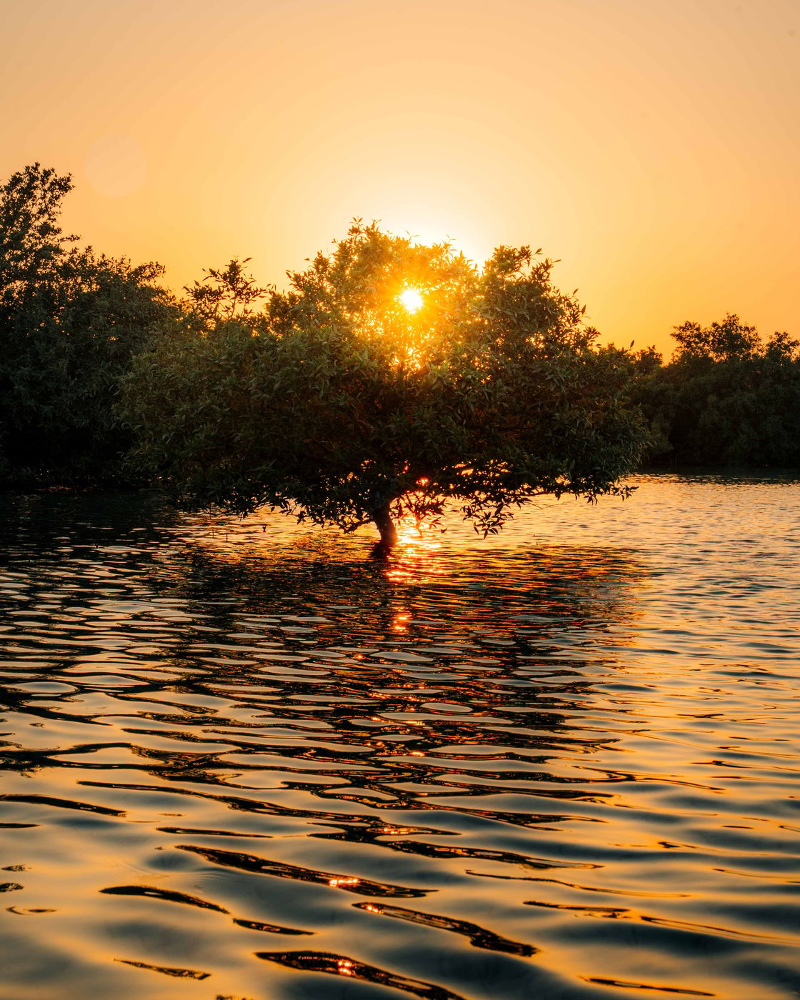 Jobail Mangrove Park, United Arab Emirates