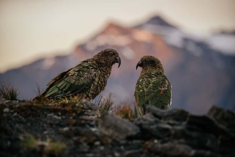 Kea around French Ridge Hut, Mount Aspiring National Park