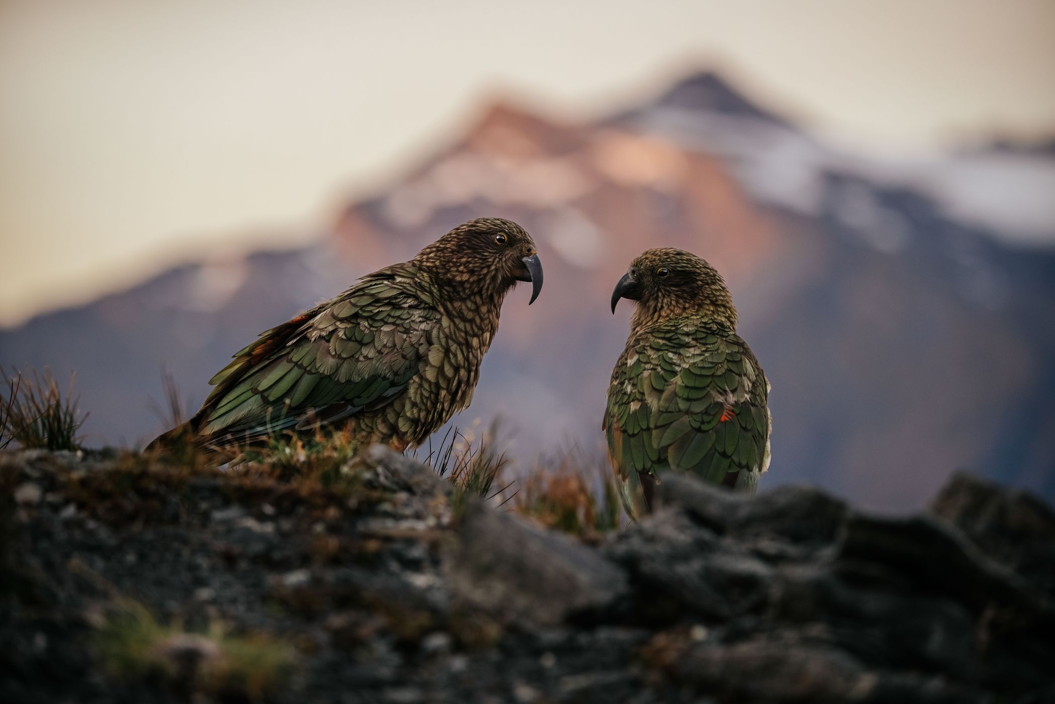 Kea around French Ridge Hut, Mount Aspiring National Park, New Zealand