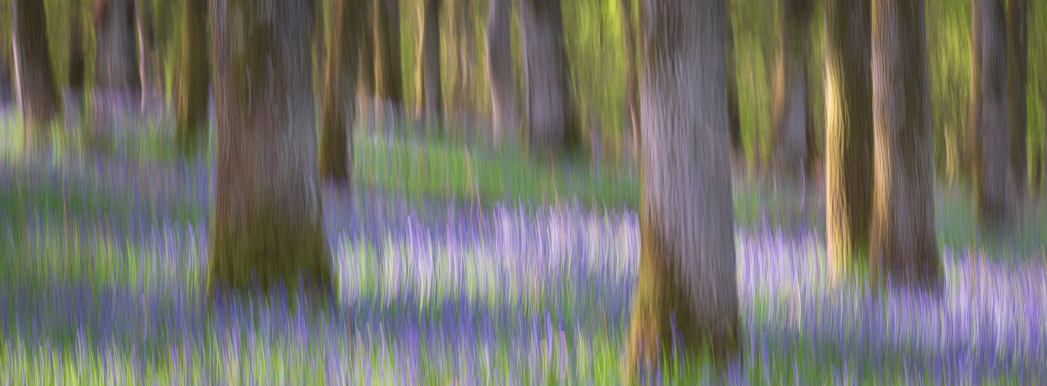Kinclaven Bluebell Wood, United Kingdom