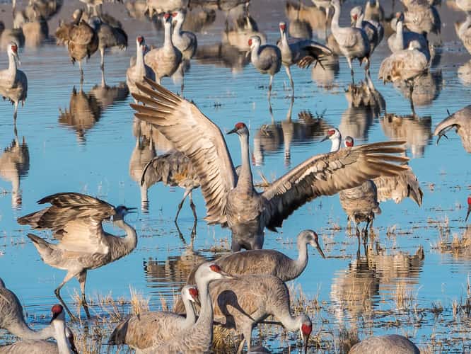 Lake Cochise Cranes