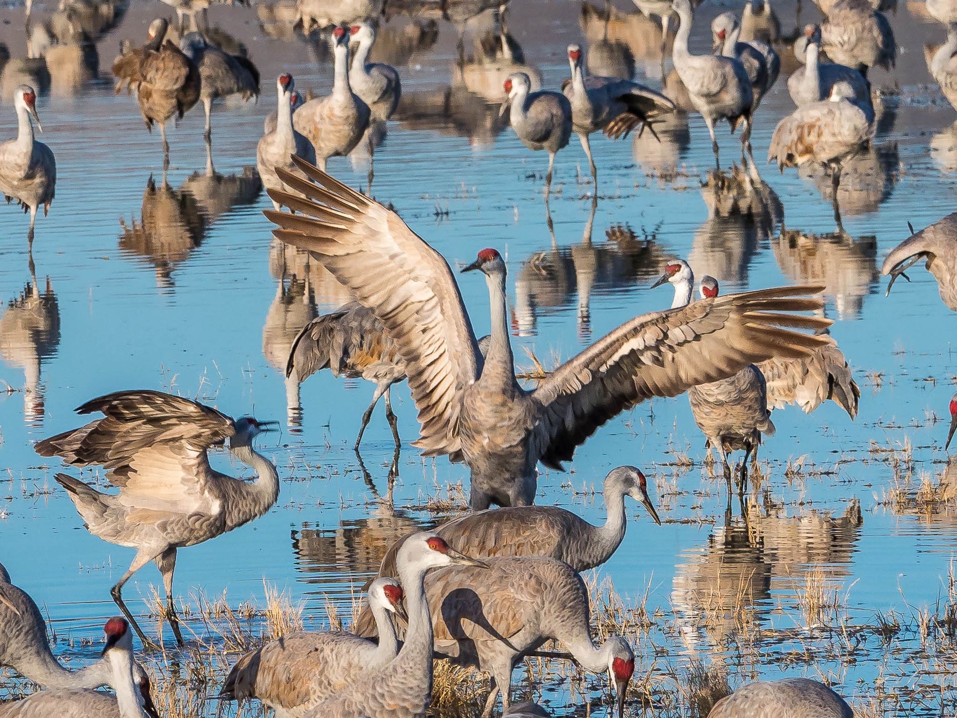 Lake Cochise Cranes, USA