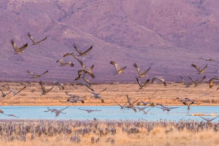 Lake Cochise Cranes