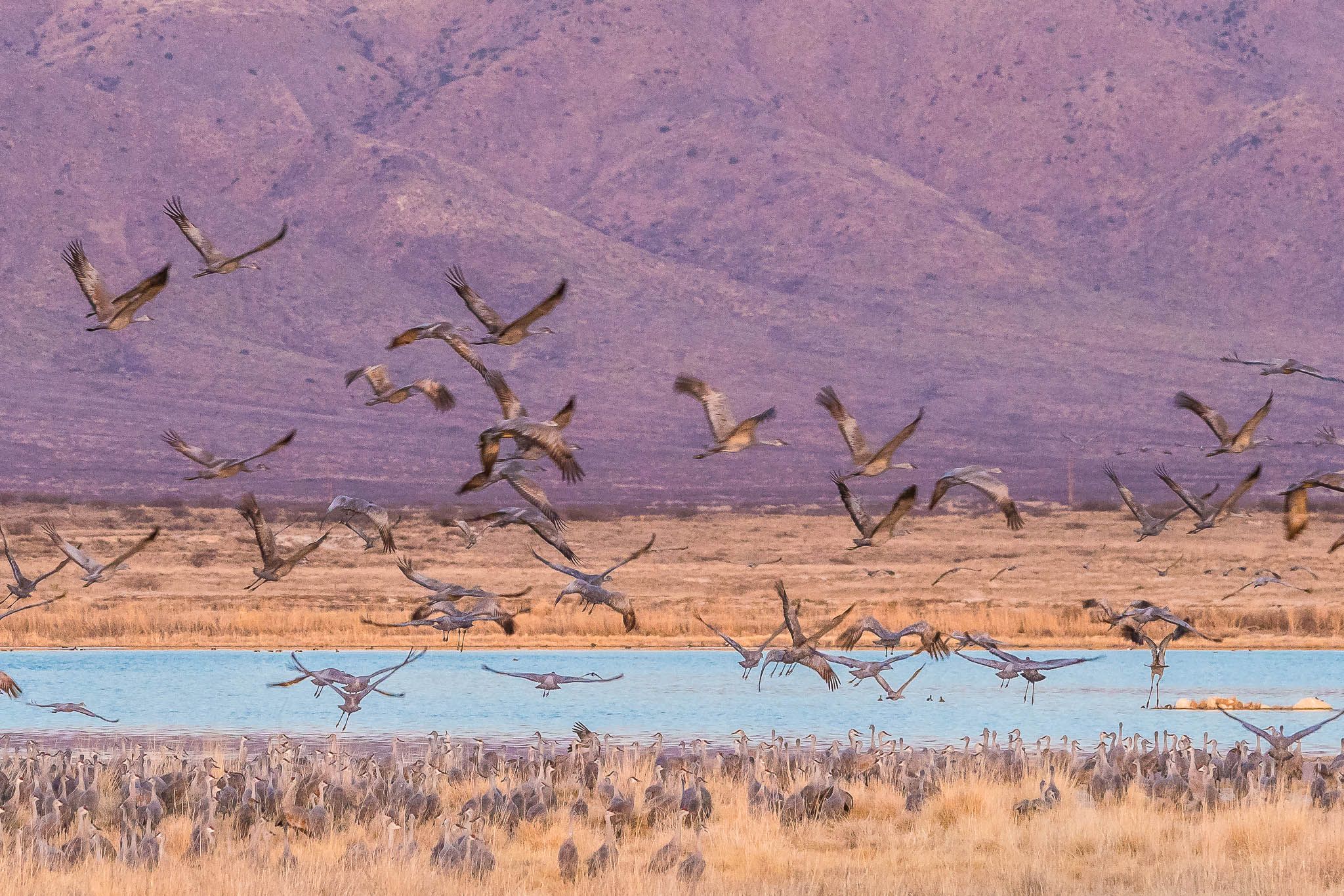 Lake Cochise Cranes, USA