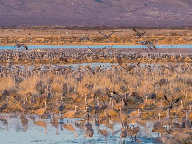 Lake Cochise Cranes