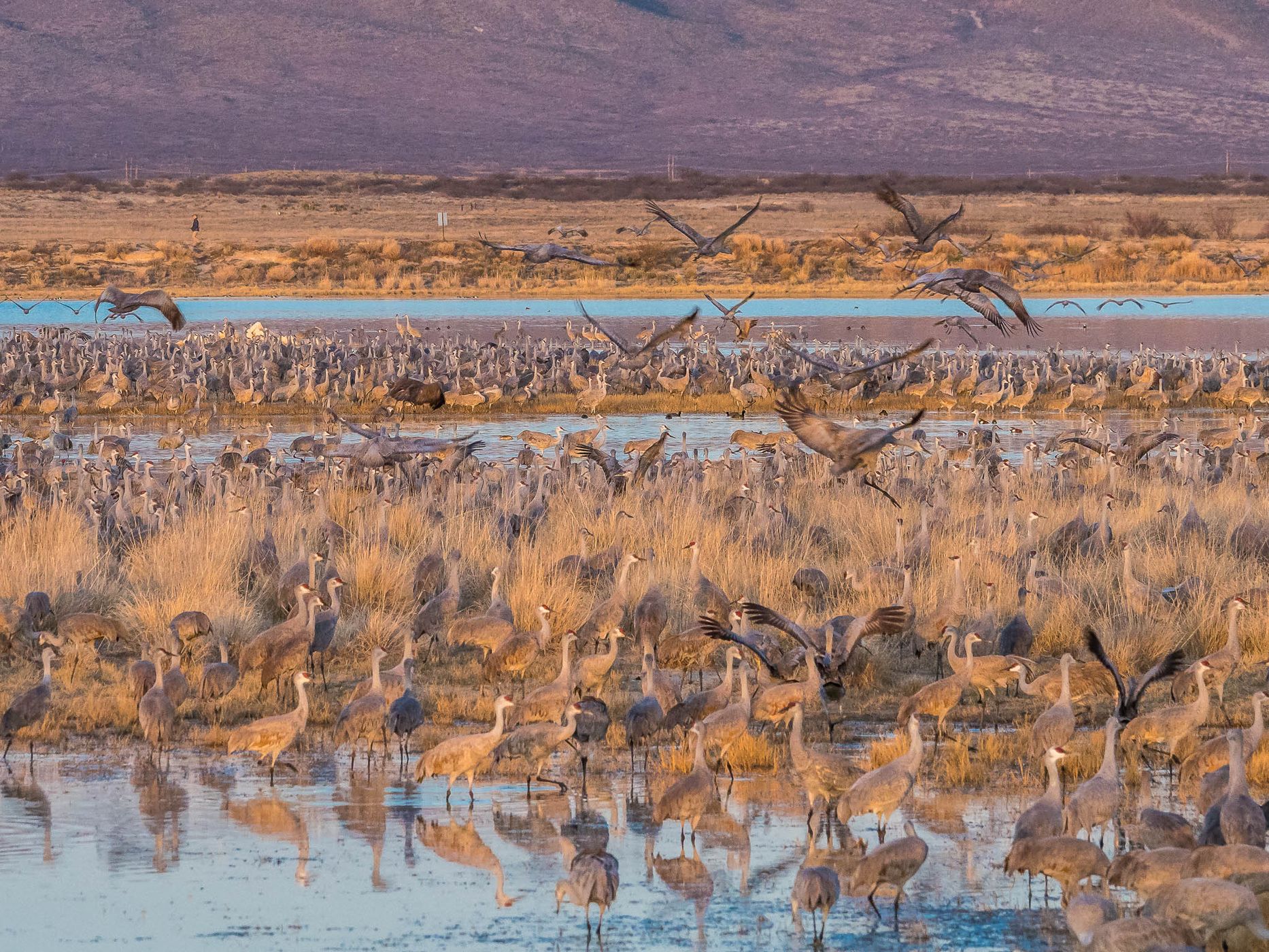 Lake Cochise Cranes, USA