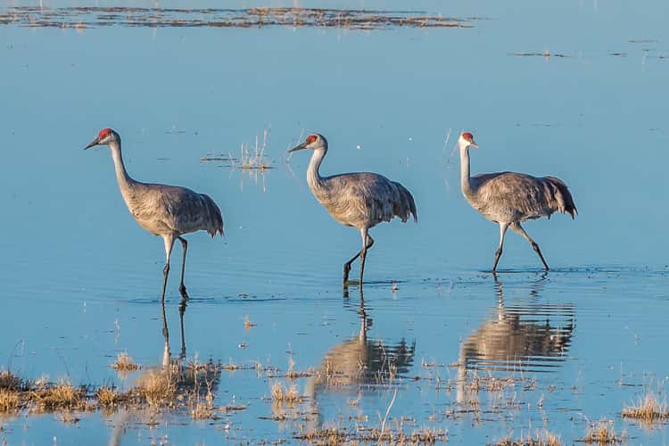 Lake Cochise Cranes