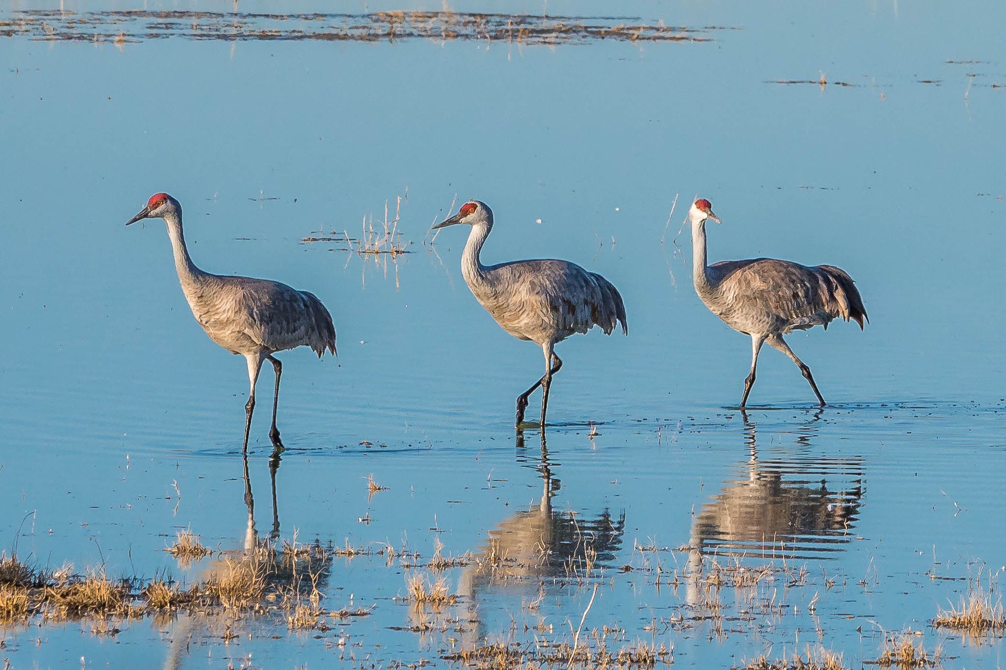 Lake Cochise Cranes, USA