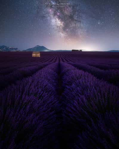 Lavender fields with building
