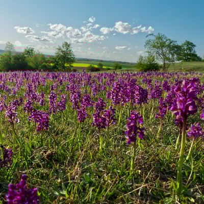 Lhánice, orchid meadow, Czech Republic
