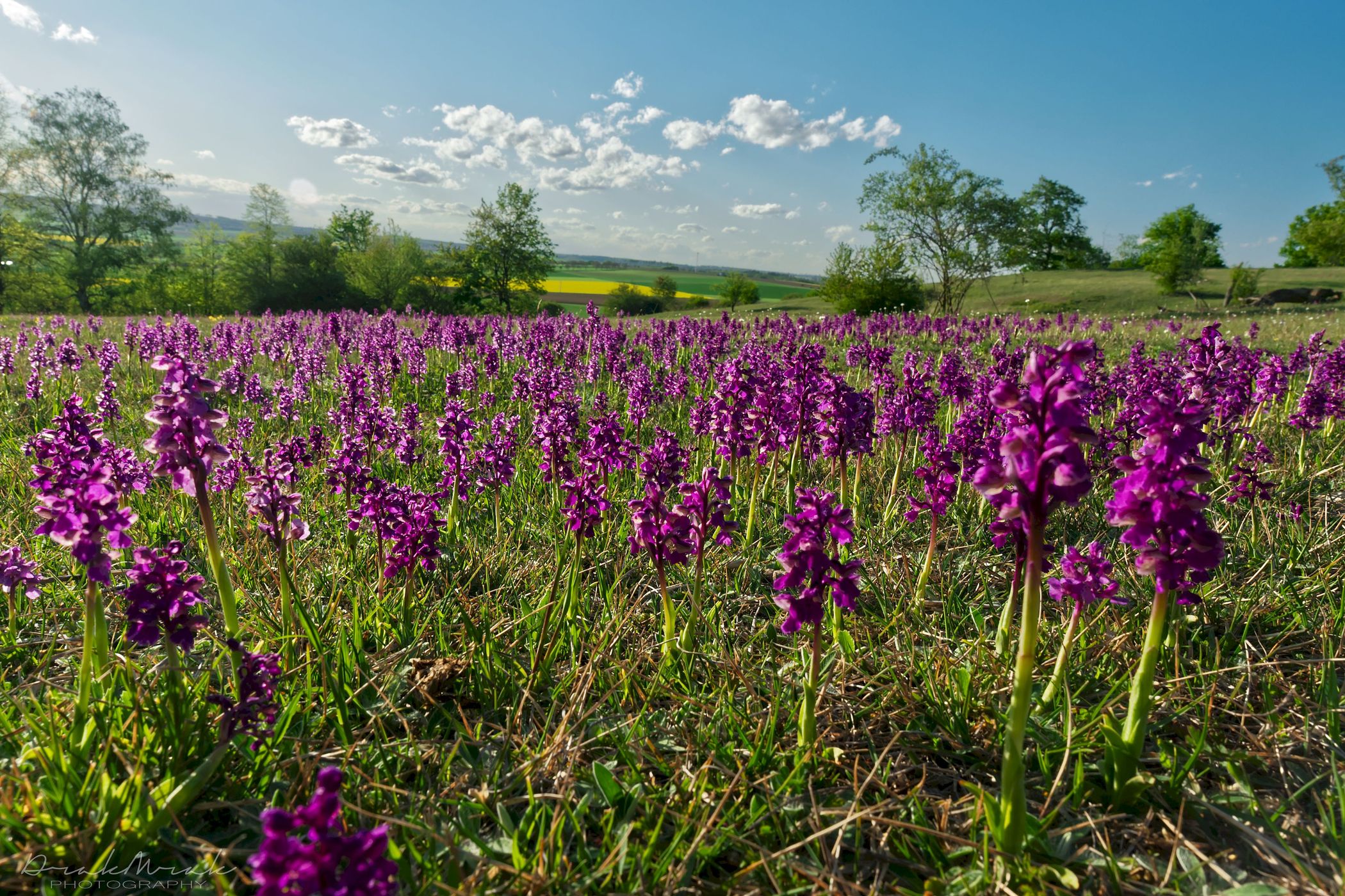 Lhánice, orchid meadow, Czech Republic