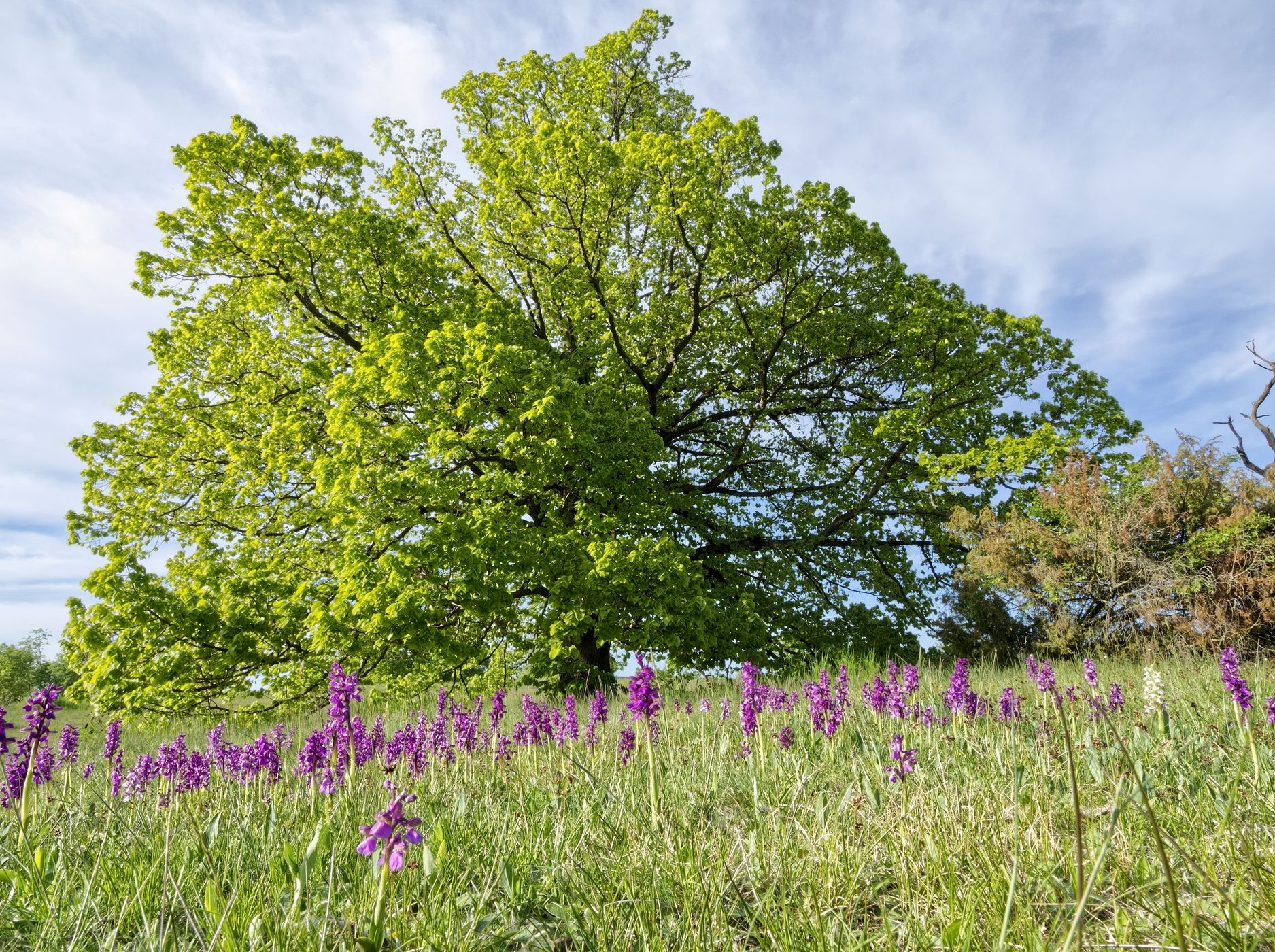 Lhánice, orchid meadow, Czech Republic