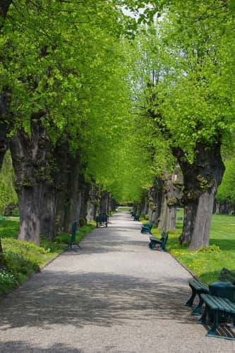 Lindenallee