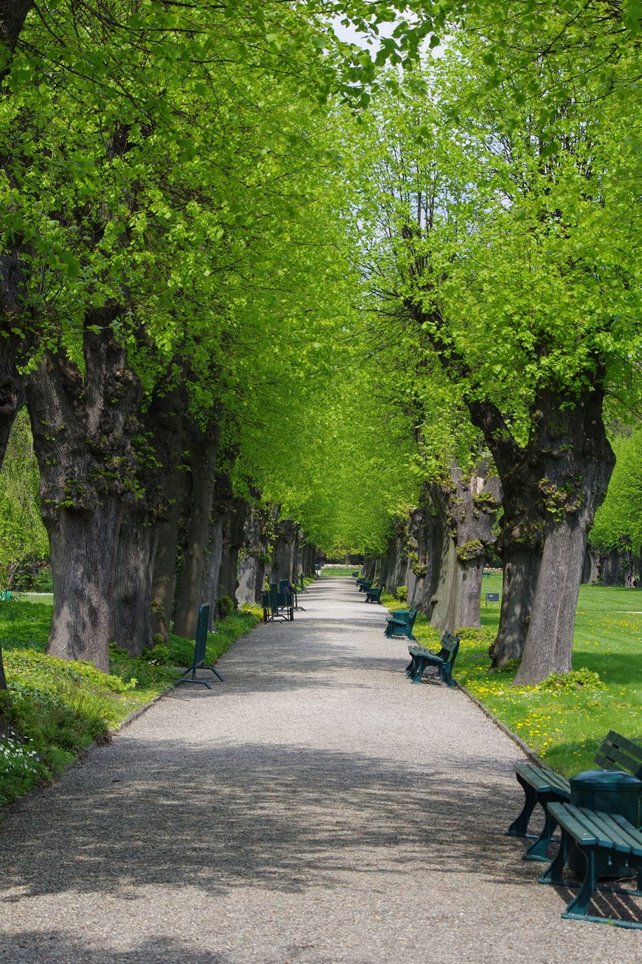 Lindenallee, Germany